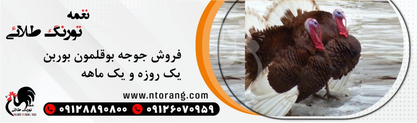 پرورش جوجه بوقلمون نژاد بوربن