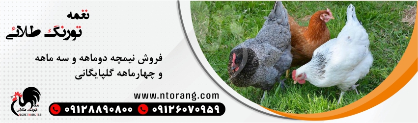 فروش مرغ تخم گذار بومی