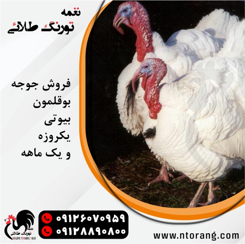 پرورش بلدرچین با نژادهای مختلف