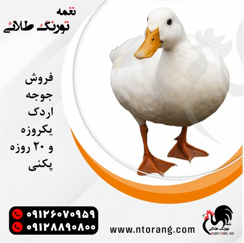 جوجه اردک پکنی 20 روزه