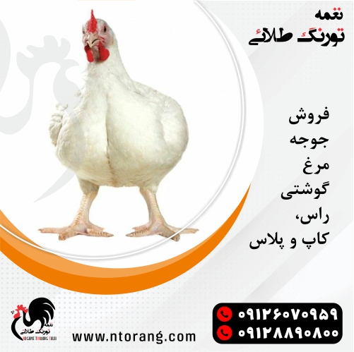 فروش جوجه یکروزه گوشتی