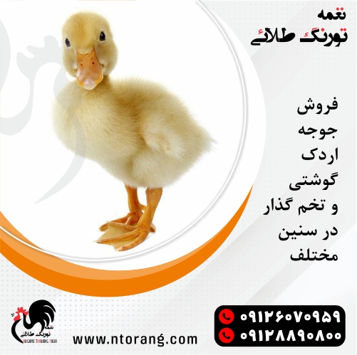 فروش جوجه اردک در سنین مختلف