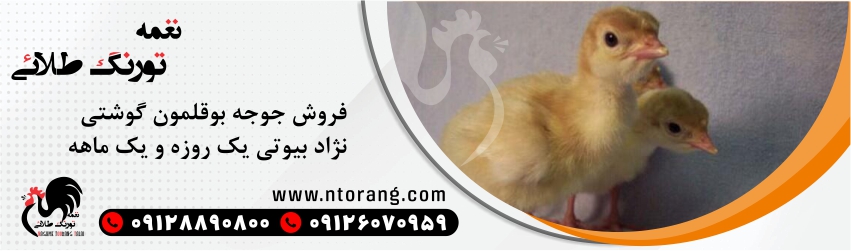 فروش آنلاین  جوجه بوقلمون بیوتی