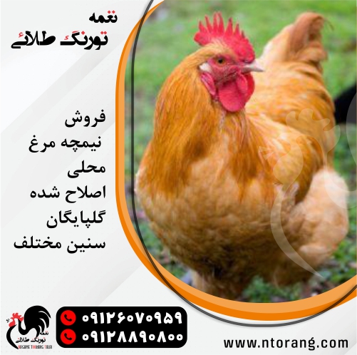 مرغ تخمگذار بومی اصلاح شده گلپایگانی