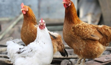 مرغ محلی گلپایگانی 4 ماهه اصلاح شده
