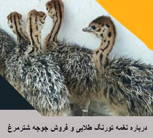 نگهداری شترمرغ نعمه تورنگ