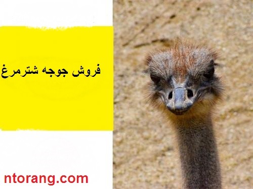 پرورش شتر مرغ