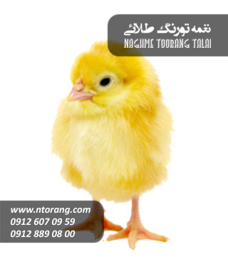جوجه گوشتی راس نوید مرغ