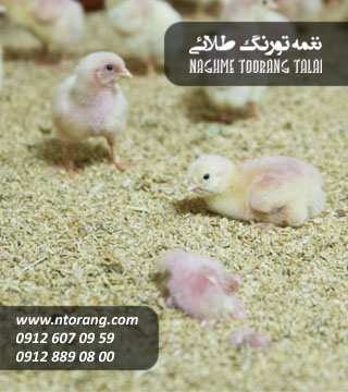فروش جوجه گوشتی هوبارد