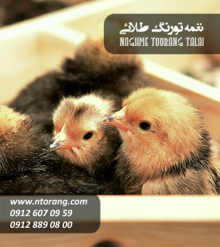فروش جوجه گوشتی وارداتی