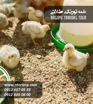 فروش جوجه گوشتی سپاهان طیور