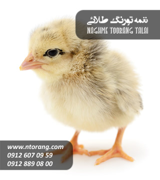 فروش جوجه گوشتی سینه طلا