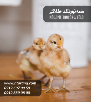 فروش جوجه گوشتی تابان