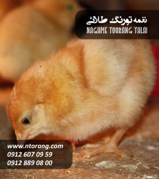 فروش جوجه گوشتی لاله ها