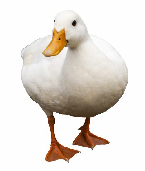 سوالات متداول اردک